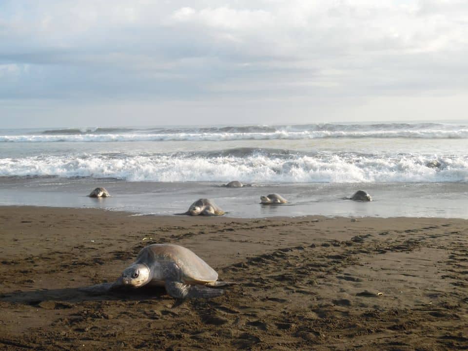 Tour in Samara Beach in Costa Rica