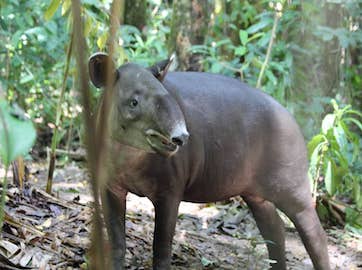 Tours in Uvita, Limón, Costa Rica